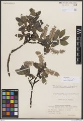 Foto von Salix borealis Fr. x Salix glauca L.